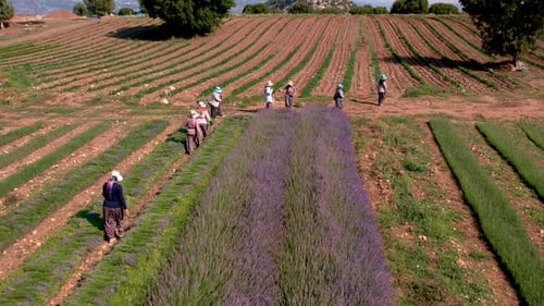 Lavender Harvest Time