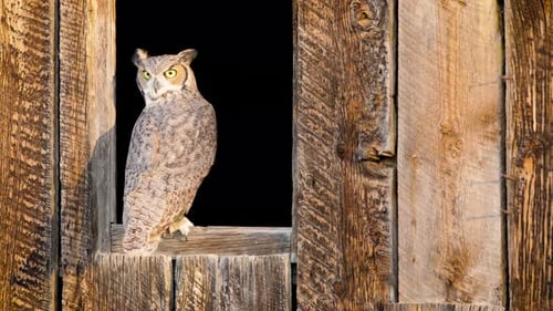Owl Perched in Open Wooden Structure