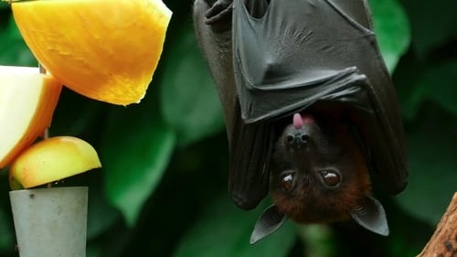 Flying Fox