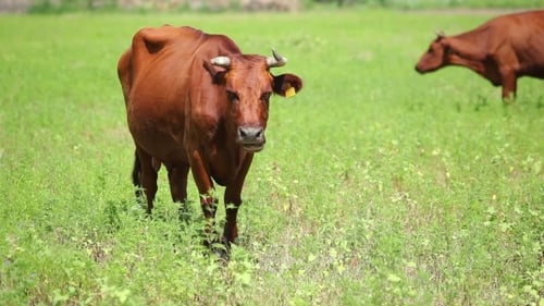 Cows Are Grazing In a Field On a Sunny Day
