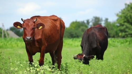 Cows Grazing Peacefully in Green Field on Sunny Day