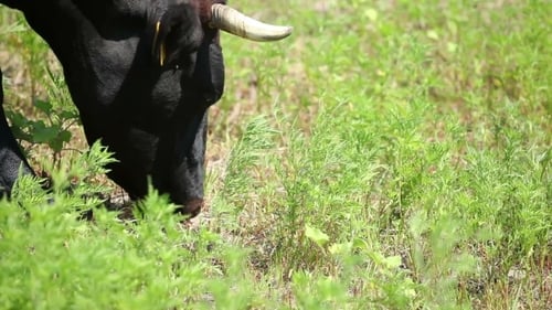 Cows Are Grazing In a Field On a Sunny Day