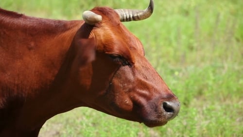 Cows Are Grazing In a Field On a Sunny Day