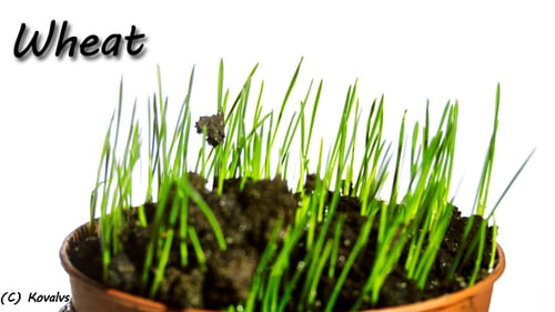 Plants de blé en