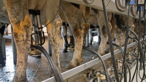 Milking Of Cows