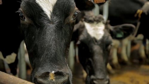A Cow On a Farm