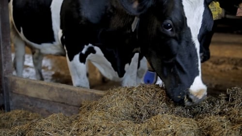 A Cow Is Eating Hay
