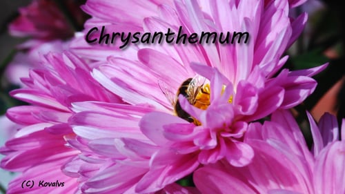 Bee on Pink Flower Gathering Pollen