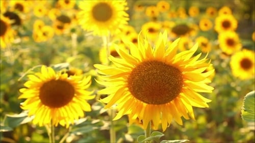 Sunlit Field of Vibrant Yellow Sunflowers