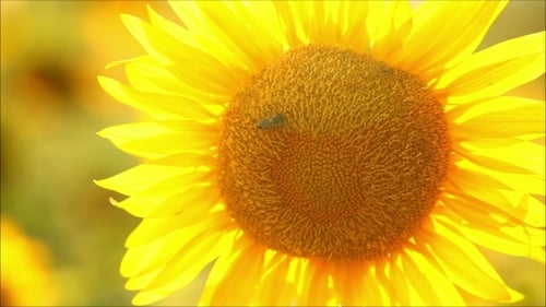 Sunflower with Insect in Summer Field