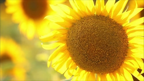 Fleurs de tournesol lors d'une soirée d'été