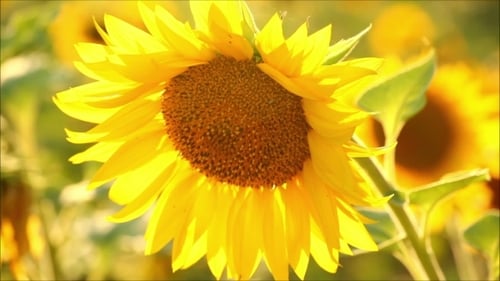 Vibrant Sunflower Blooms in the Summer Sun
