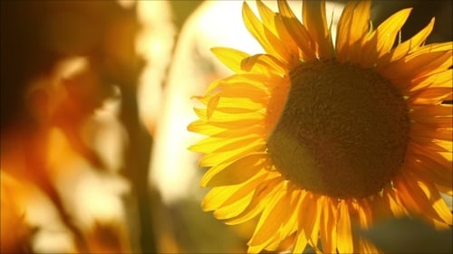 Golden Sunflower Glowing in the Morning Light