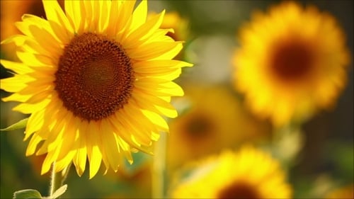 Close Up of Blooming Yellow Sunflowers