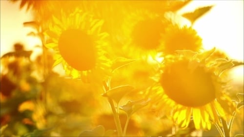 Sunflowers in Golden Sunlight Shine in Field