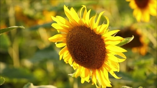 Radiant Sunflower Blooming in a Rural Field