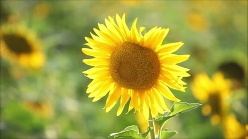 Vibrant Sunflower Swaying in a Sunny Field