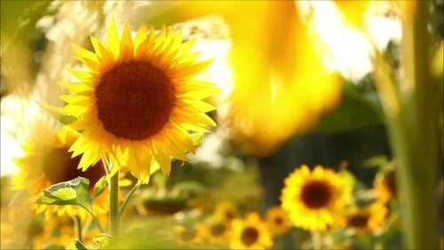 Sunflowers Blooming in a Rural Golden Field