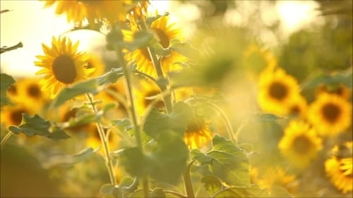 Golden Sunflowers in Field at Sunrise or Sunset