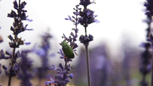 Grüner Käfer auf Blumen