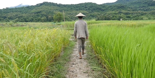 Farmer Walking In Rice Field