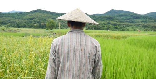 Walking In Rice Field