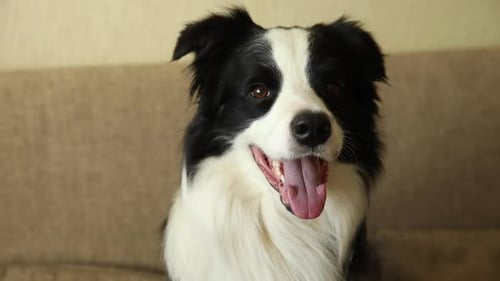 Friendly Border Collie Dog Smiling Indoors on Sofa