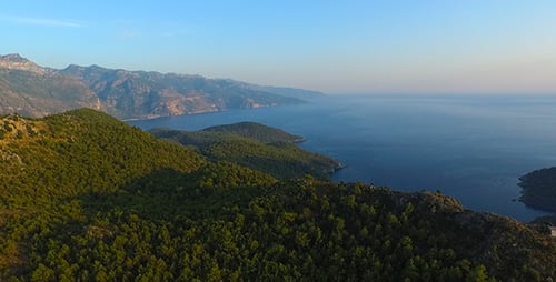 Forest And The Sea
