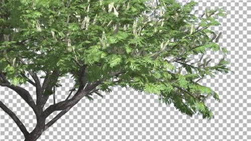 Haken-Dorn Blumen Baum Grün flatternde Blätter