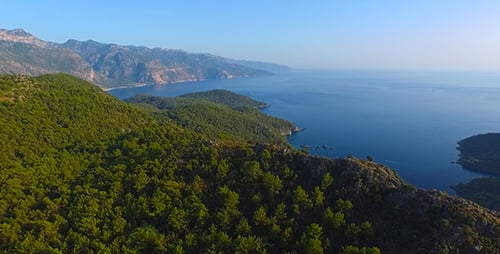 Forest And Ocean