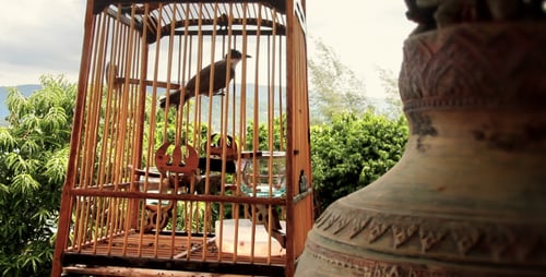 Bird in cage