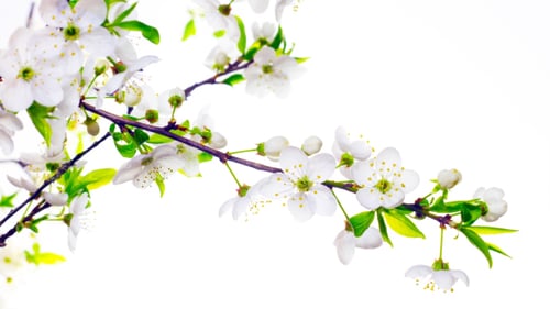 Fleurs de cerisier