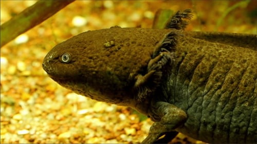 Close-up of an Axolotl Resting Underwater