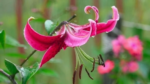 Pink Lily Flower Blooming with Water Droplets