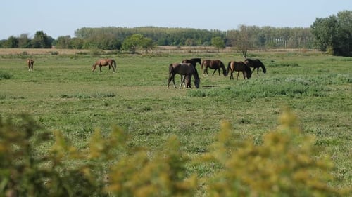 Horses in the Pasture