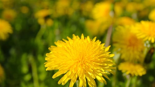Close up of Dandelions in a Field