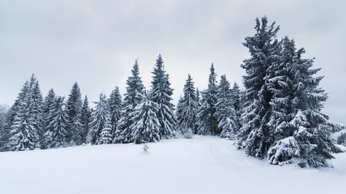 Beau paysage d'hiver avec des arbres enneigés