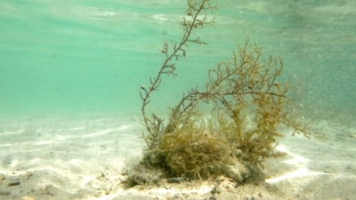 Underwater Sea Grass on White Sandy Bottom