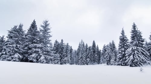 Beautiful Winter Landscape With Snow Covered Trees