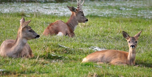 Deer Resting in a Grassy Meadow