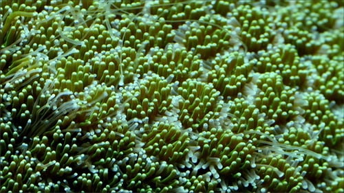 Small Puffy Green Cup Like Corals on the Bed