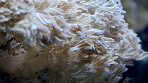 White Cotton Like Corals Waving on the Sea Bed