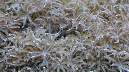 Gentle Soft Coral Swaying Underwater