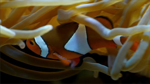 Clownfish Swimming Among Anemone Tentacles Close Up