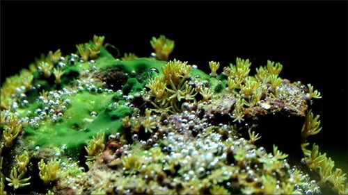 One of the Many Green Coral Reefs in the Ocean