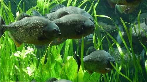 Some of the Big Fishes on the Sea with Grasses