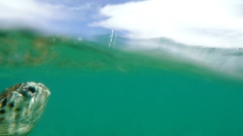 Sea Turtle Swimming Underwater