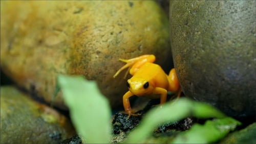 Brilliant Golden Frog Amongst the Rocks
