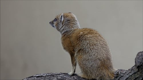 Brown White Fury Small Animal that Looks