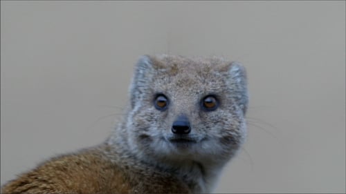 Close Up of a Yellow Mongoose Looking Around